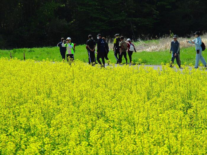 春の花が咲き乱れている風景と春の穏やかな空気の中、のんびりと清々しい春の息吹を感じるウオーキングを楽しむ参加者の写真