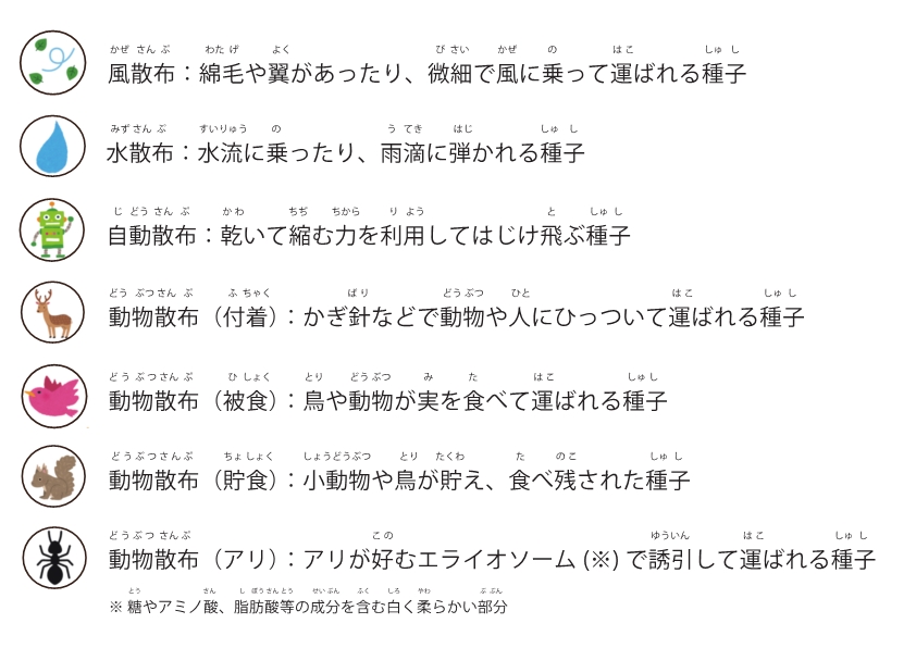 実と種子の散布方法解説図と文