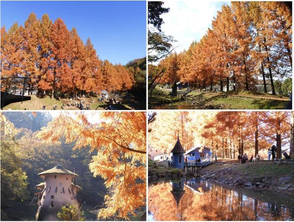 2024年の紅葉風景