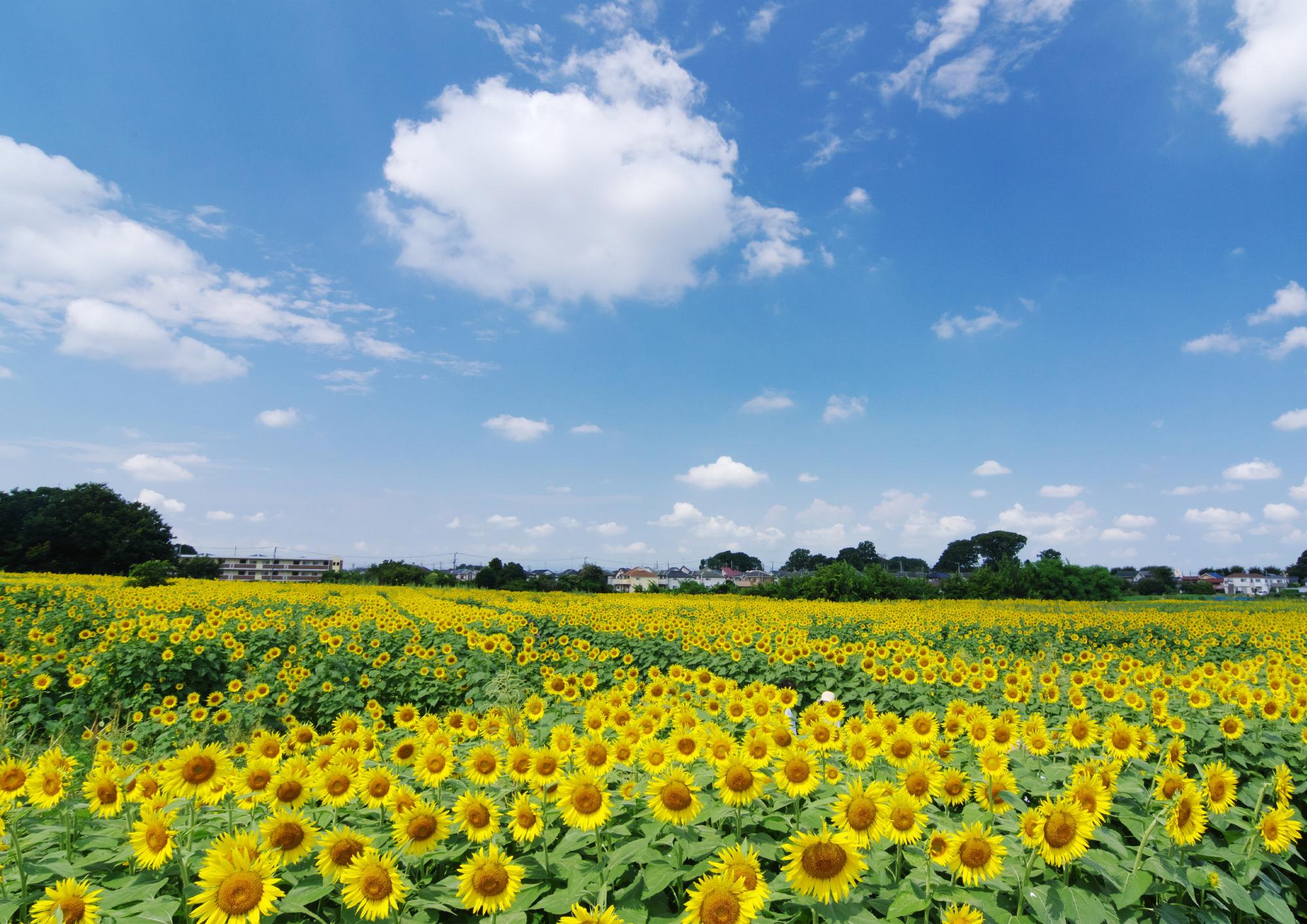 清瀬市長賞「ひまわりの記憶」