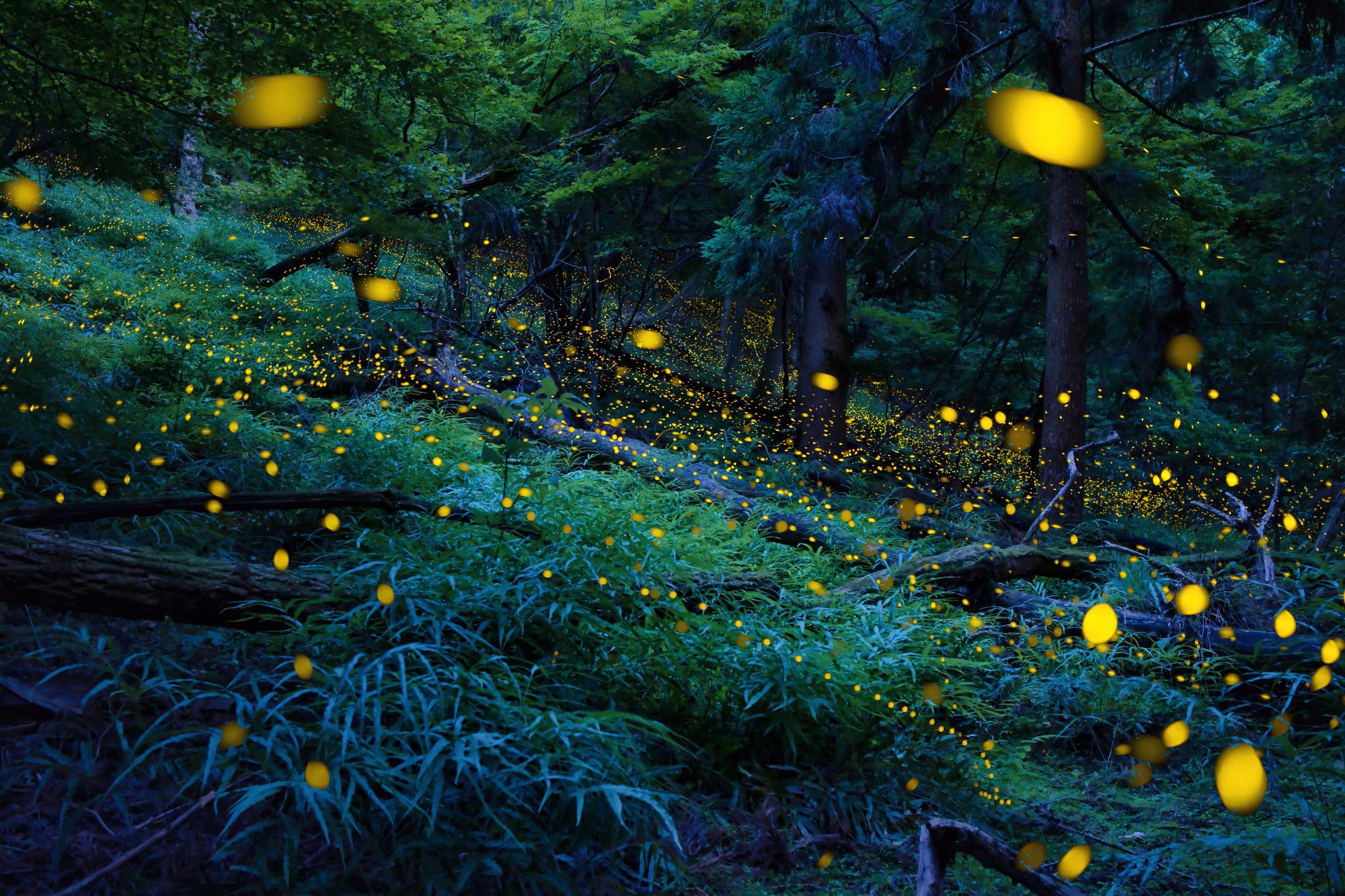 最優秀賞「姫蛍」