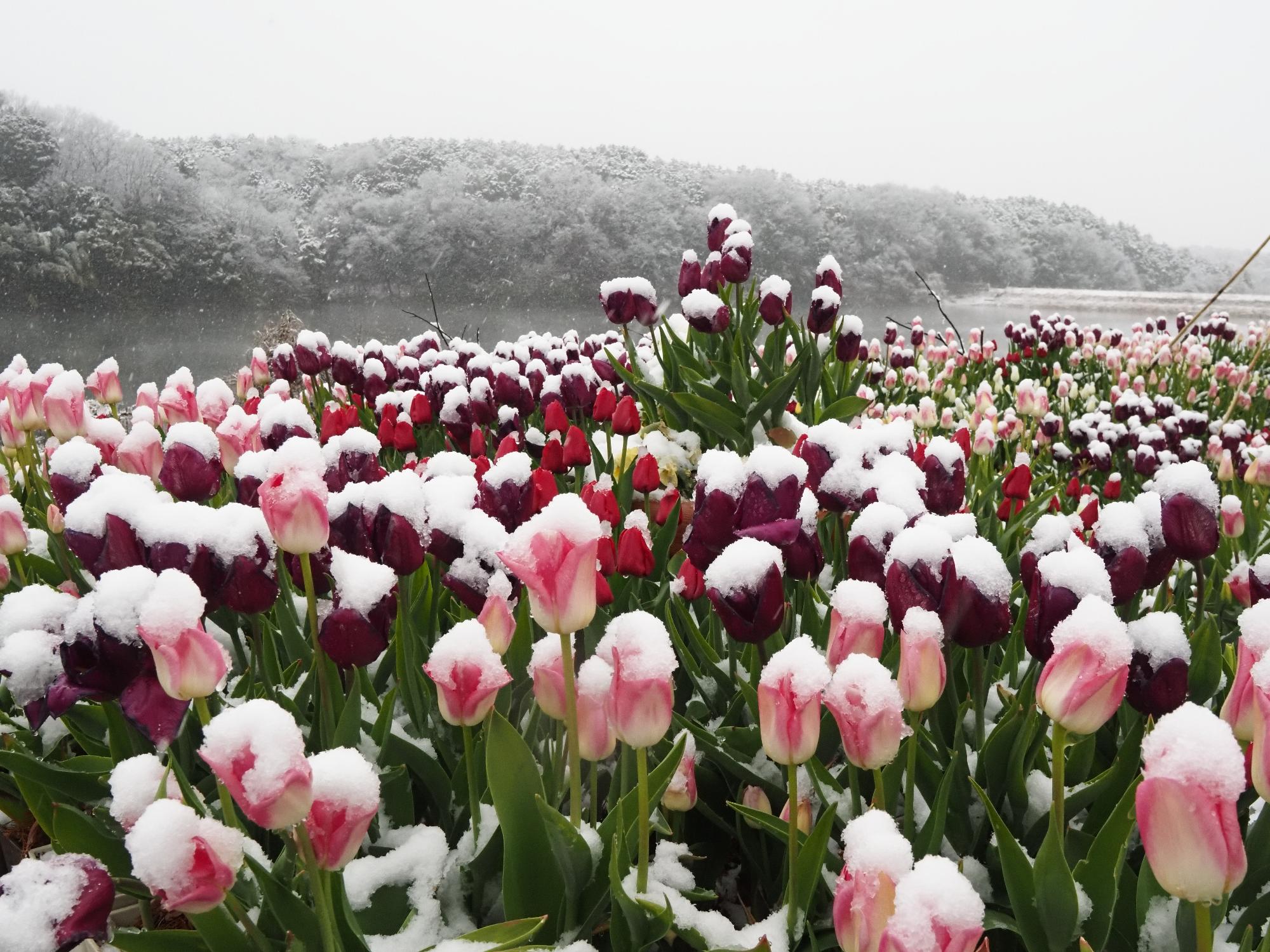ホテル・ヘリテイジ賞 「雪化粧」