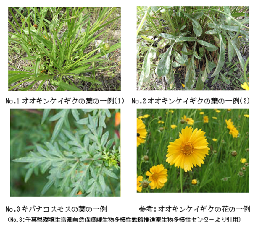 No.1とNo.2のオオキンケイギクの葉と千葉県環境生活部自然保護課生物多様性戦略推進室生物多様性センターより引用したNo.3のキバナコスモスの葉とオオキンケイギクの花の写真