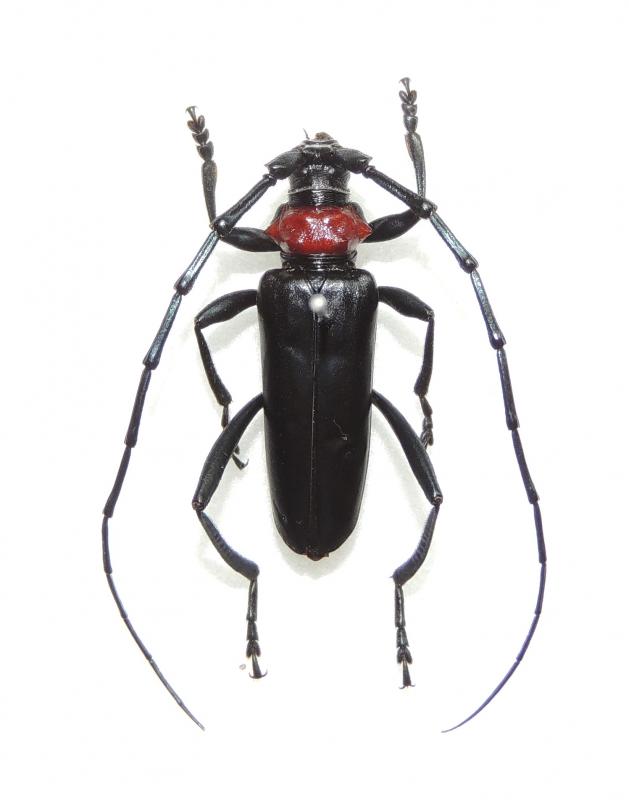 クビアカツヤカミキリの成虫