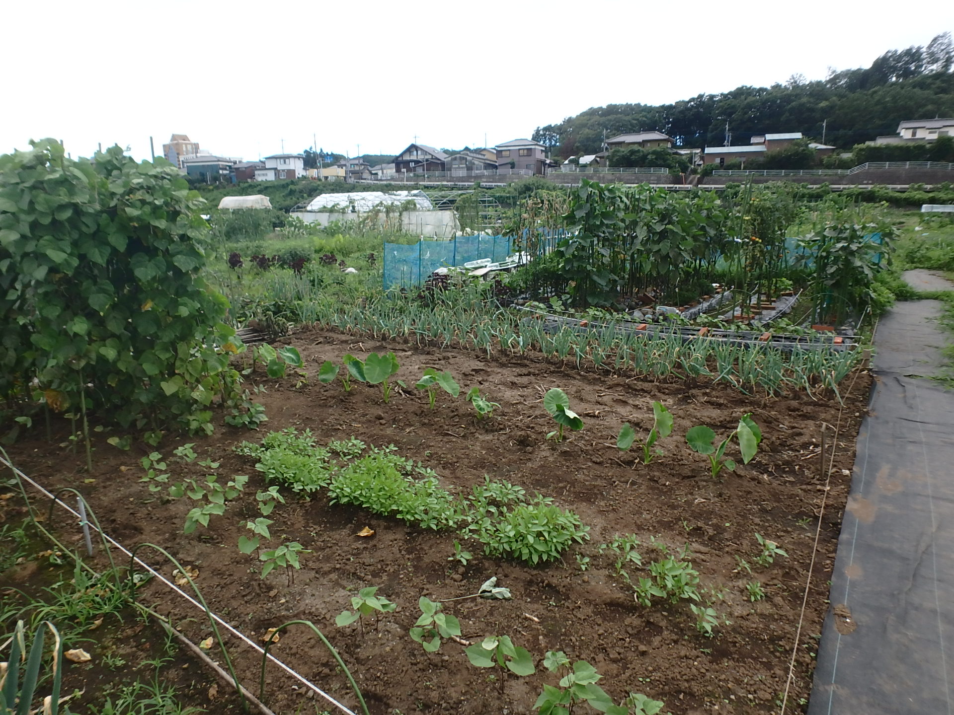 青々とした野菜が植えられている阿須農場の写真