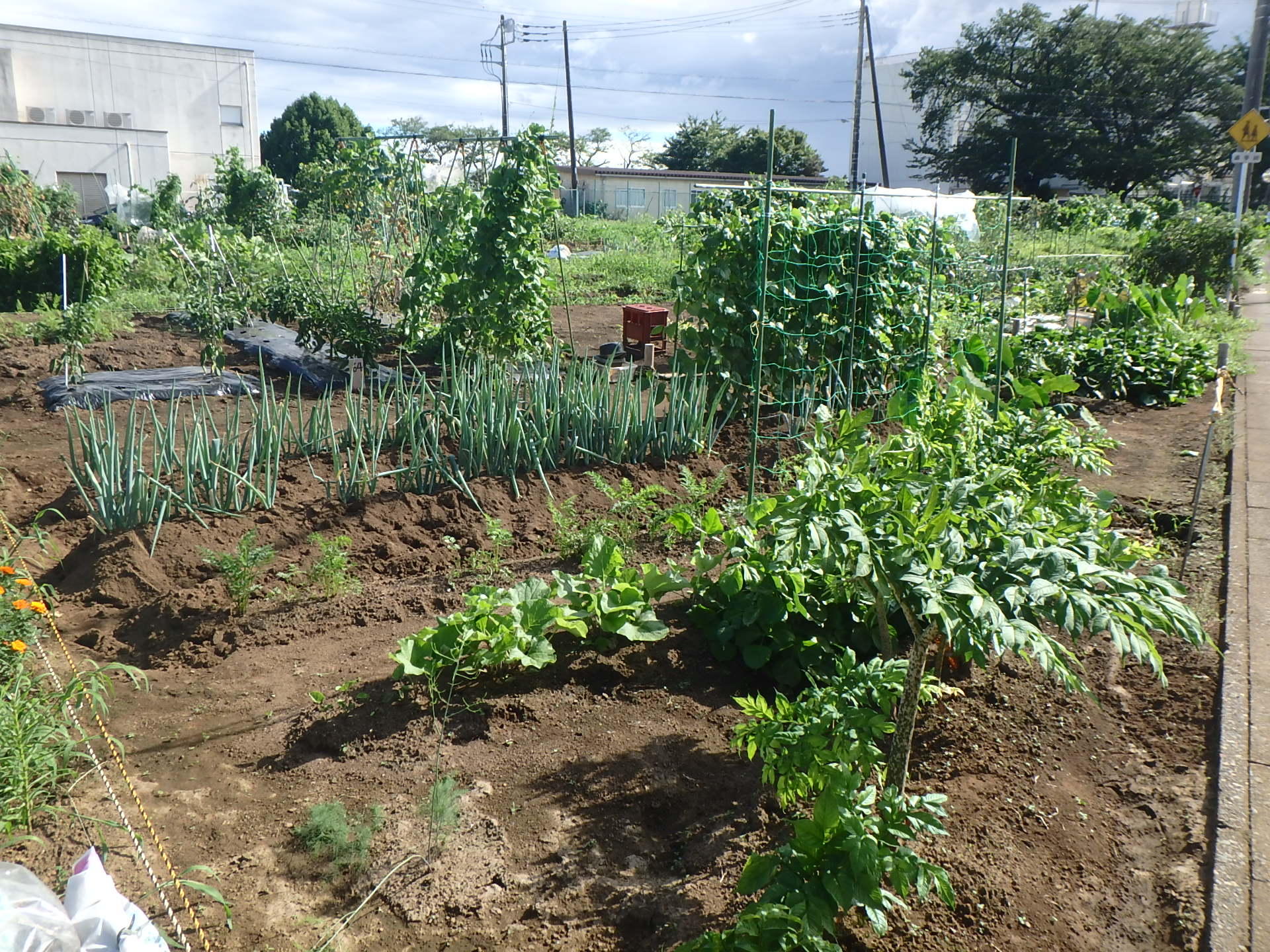 青々とした野菜が植えられている小久保農場の写真