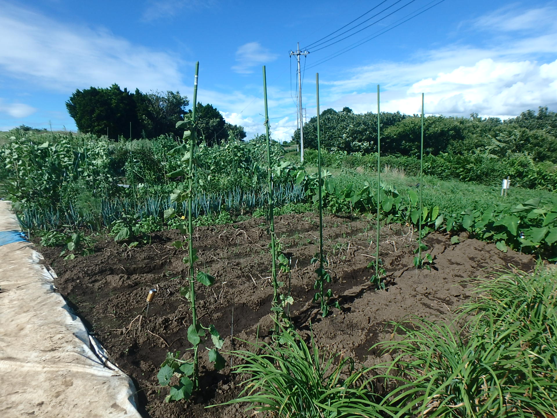 青々とした野菜が植えられている平松農場Aの写真