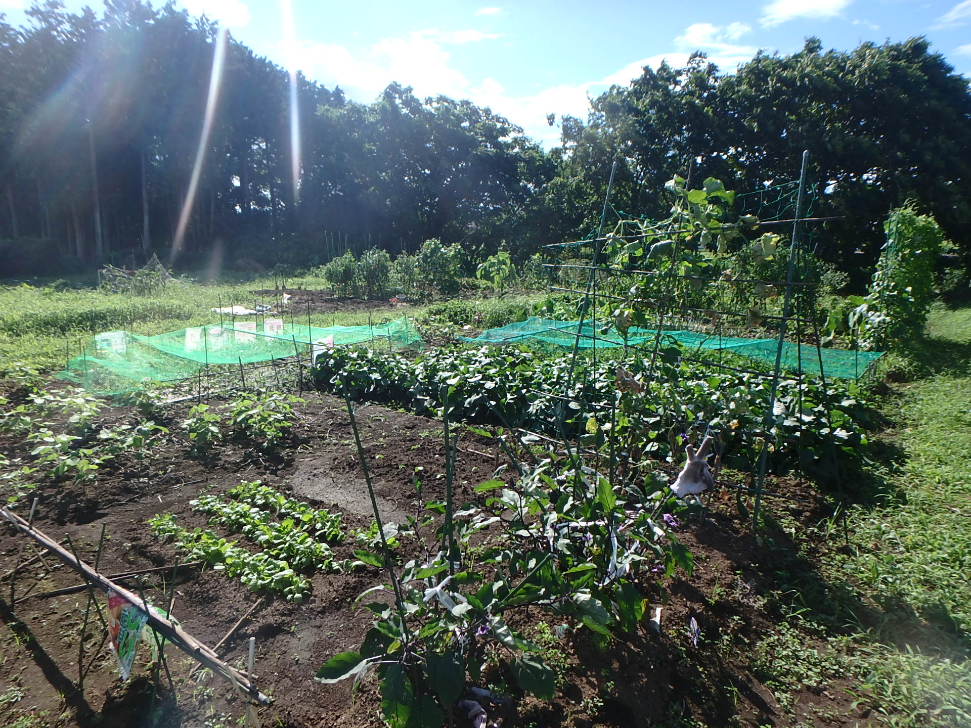 青々とした野菜が植えられている平松農場Bの写真