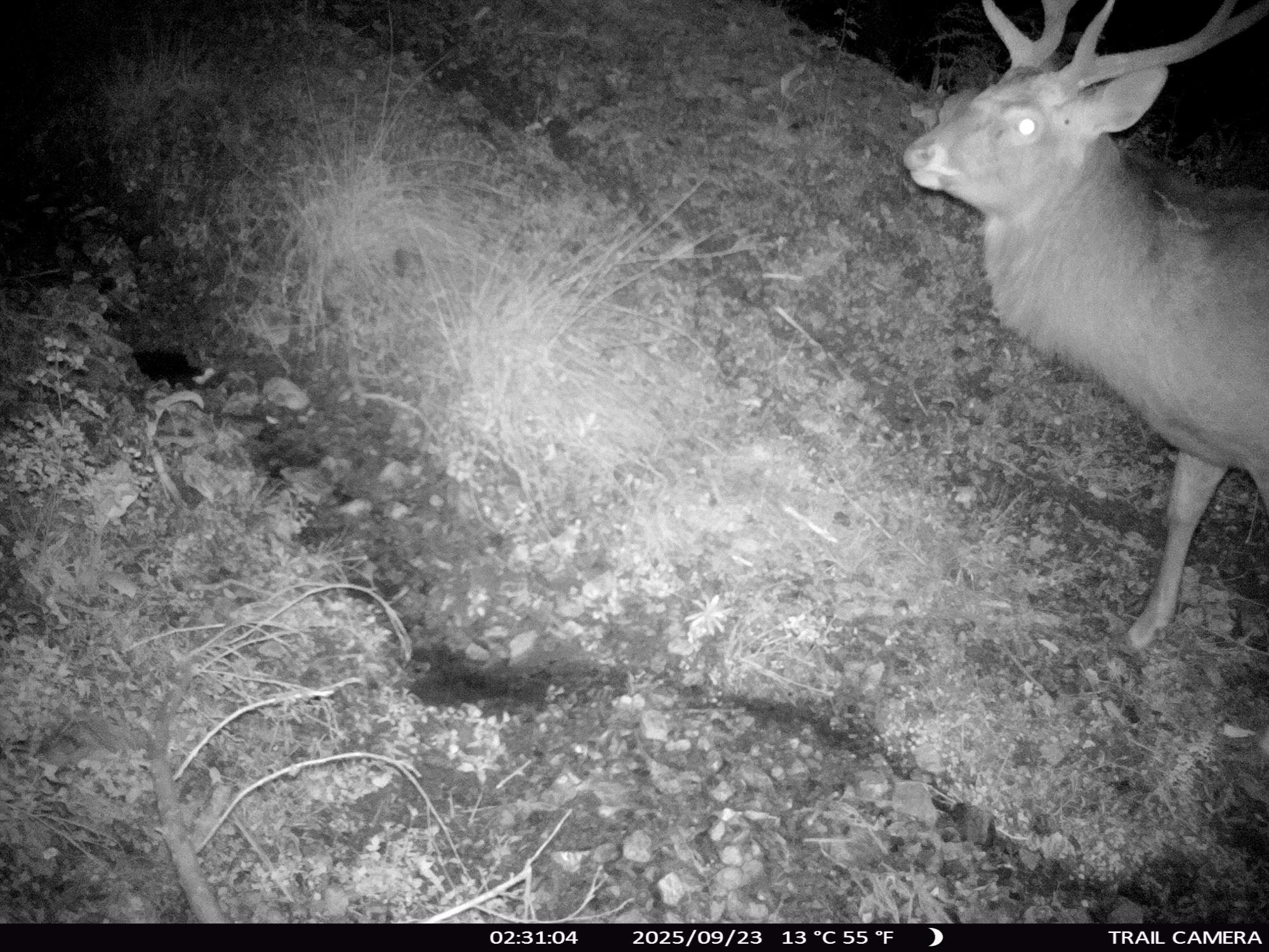 センサーカメラに映ったシカ