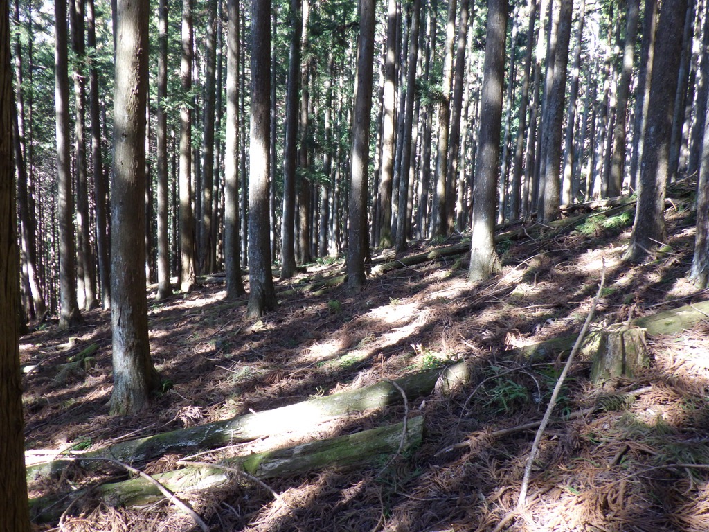 手入れ不足の森林