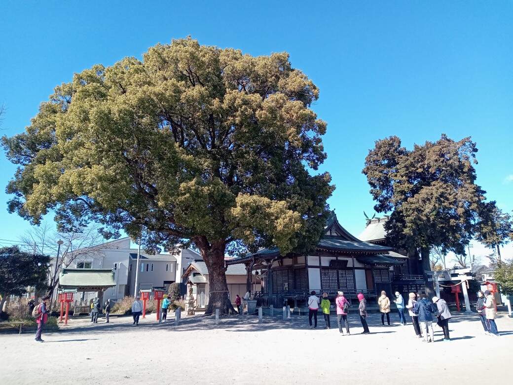 令和6年度に開催された講座の様子です。参加者が八幡神社の大きなクスノキの下で休憩をしています。