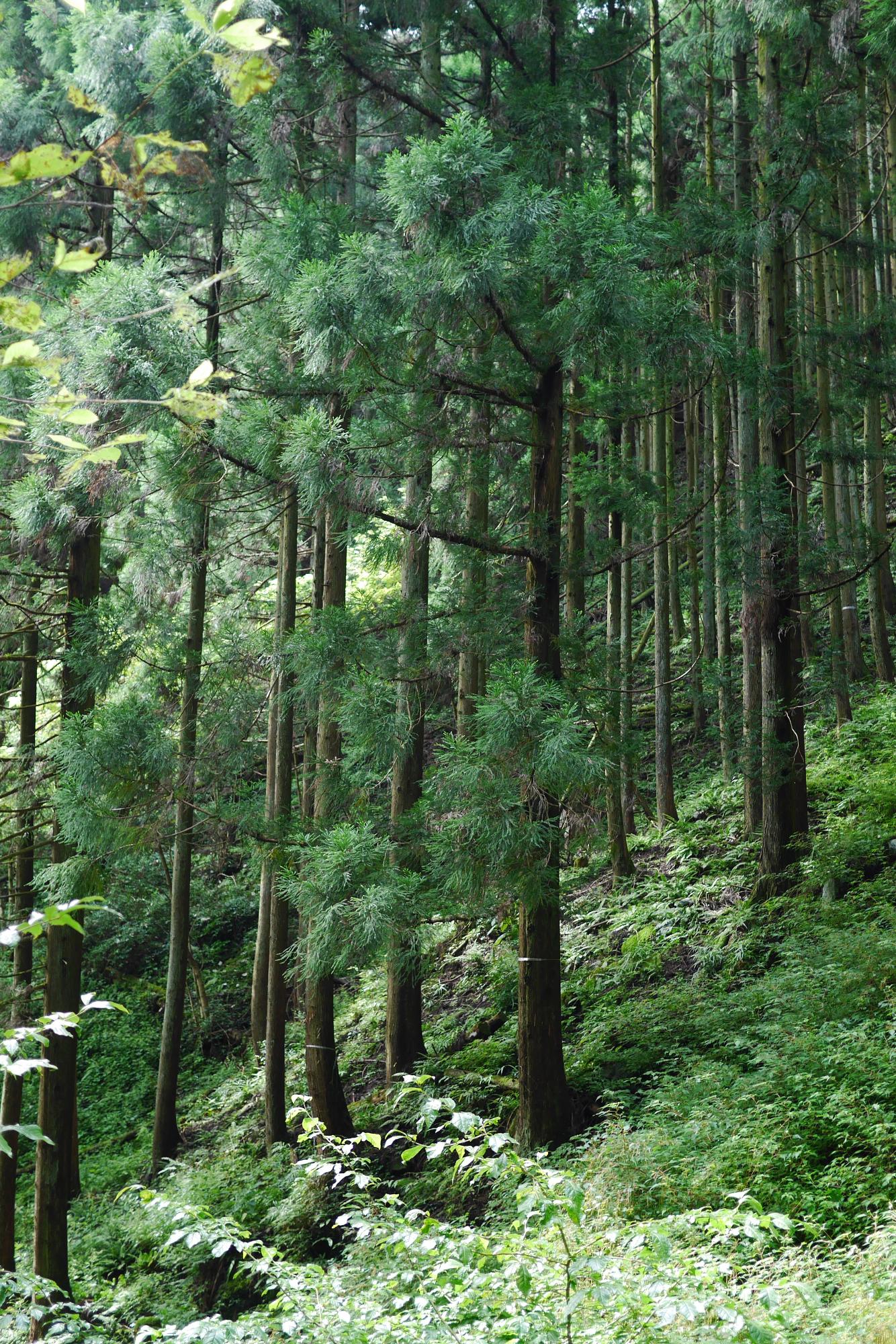 緑豊かな山の中、まっすぐに伸びる杉の木々の写真