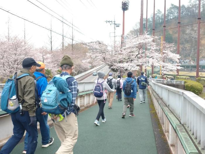 桜が咲き乱れる阿須運動公園内を歩く参加者の写真