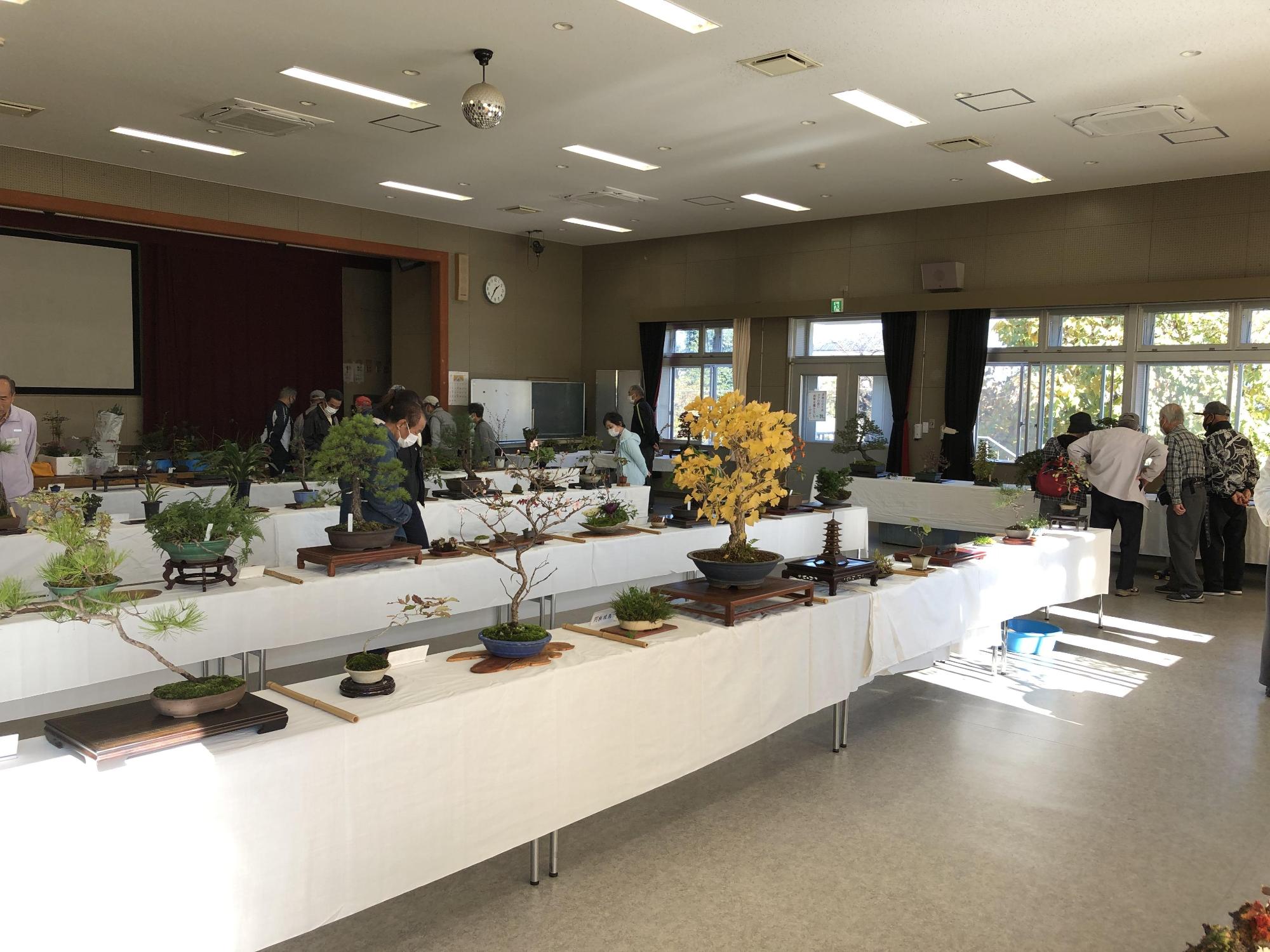 松などの色々な盆栽の作品が展示されている写真