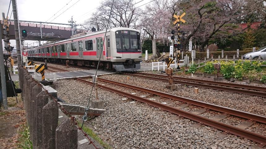 桜の木の横を走る電車の写真