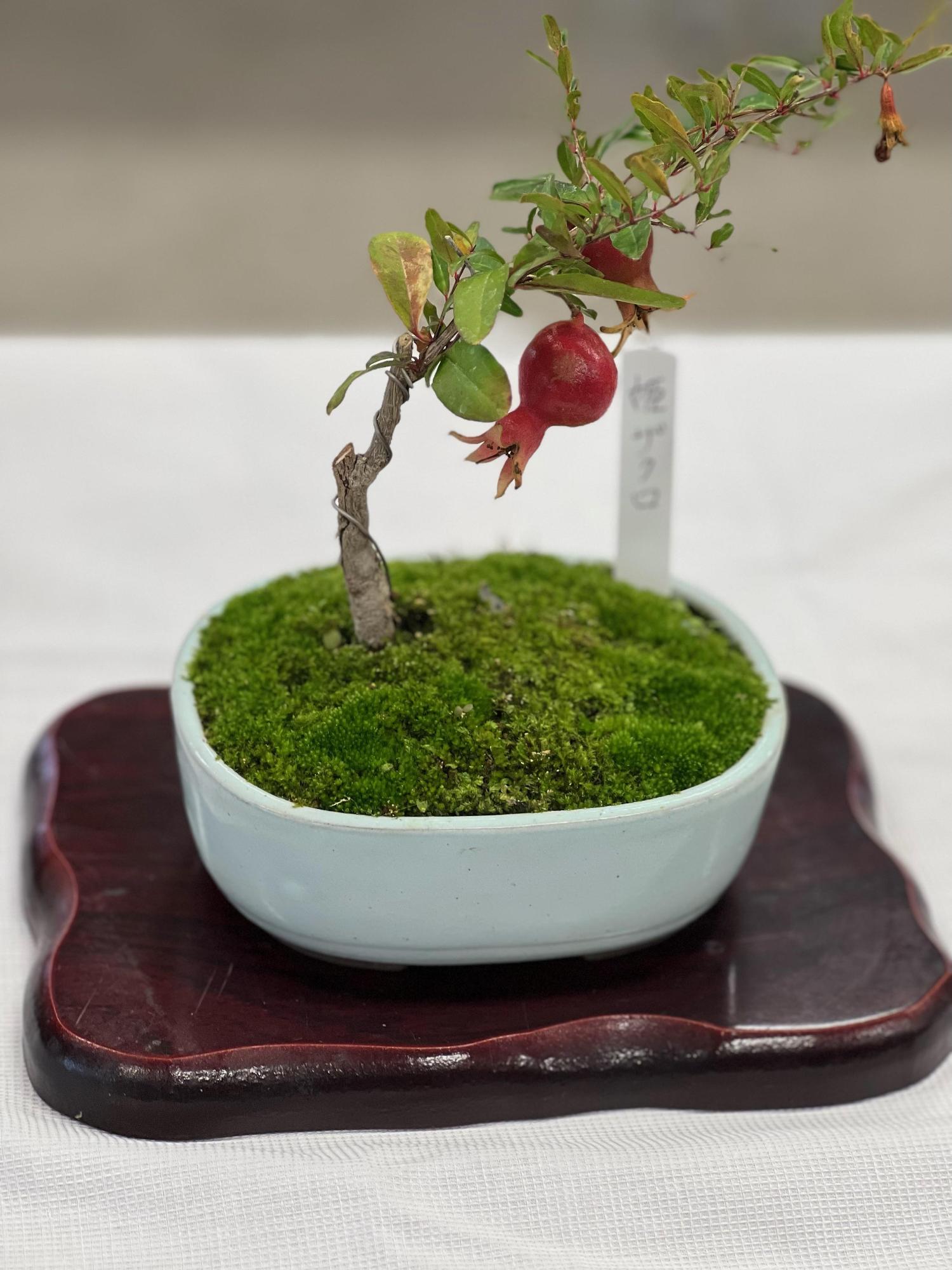手のひらサイズの白い陶器に姫ザクロの木。赤い実が2つ生っていて、根元には苔が敷いてあり小さな庭のようです。