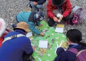 2024年度自然観察会「ひろって集めて！飯能河原の石しらべ」の様子2
