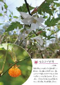展示パネル（モミジイチゴ）