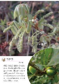 R7自然写真展展示パネル（コナラ）