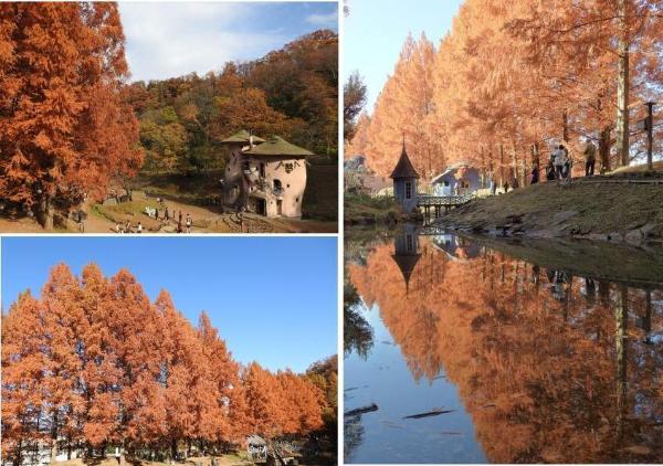 2025年の紅葉の様子